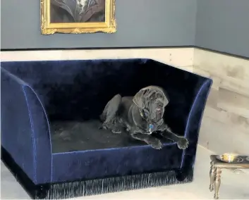  ?? JIM FOX/SPECIAL TO POSTMEDIA NEWS ?? Maggie, a Neapolitan mastiff, relaxes on a divan in her lavish kennel at Dog Tales.