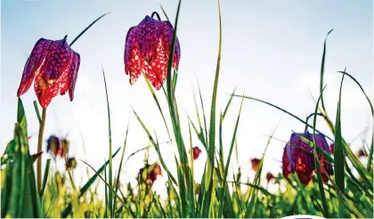  ?? ?? COLOURFUL: Snake’s head fritillary, above, and, below, Little Princess tulips