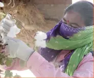  ?? — Reuters ?? Woman farmer Kanchen Kanjarya participat­es in a training session in Mayapur village to learn about the best ways to pick cotton as part of an initiative to boost farmers’ income.