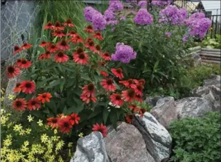  ??  ?? The hefty and showy rocks are a good match for bold coneflower­s and phlox.