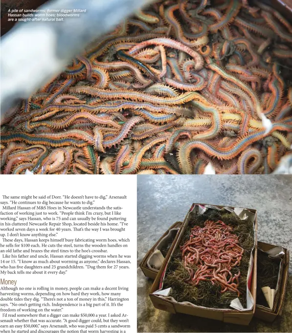  ??  ?? A pile of sandworms; former digger Millard Hassan builds worm hoes; bloodworms are a sought-after natural bait.