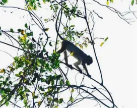  ??  ?? Law of the jungle: Long-tailed macaques have grown aggressive and bold in Malacca.