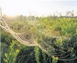  ??  ?? At dawn, a spider web glistens with dew.