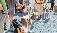  ?? Photos / Caitlan Johnston ?? There are 27 dogs and 22 handlers working on the mountain this week.