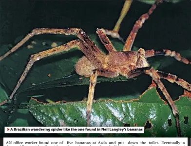  ??  ?? > A Brazilian wandering spider like the one found in Neil Langley’s bananas