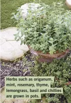  ??  ?? Herbs such as origanum, mint, rosemary, thyme, lemongrass, basil and chillies are grown in pots.