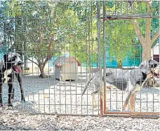  ?? Foto AFP ?? Investigad­ores estudiarán si los perros derraman lágrimas cuando se encuentra con otros canes. /