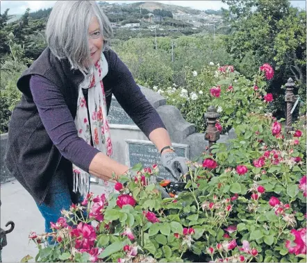  ?? Photo: KRIS DANDO ?? Cutting:
Rosemary Patterson says the roses at the burial ground need constant cutting and tending.