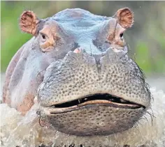  ?? ?? The hippos in Colombia do not have a natural predator and can multiply quickly