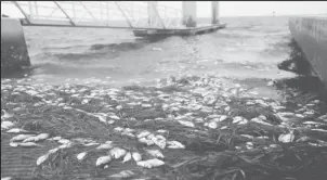  ??  ?? Dead fish are seen at Bay Vista Park, as Elsa strengthen­ed into a Category 1 hurricane hours before an expected landfall on Florida’s northern Gulf Coast, in St. Petersburg, Florida, U.S. July 6, 2021. REUTERS/Octavio Jones