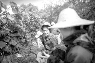  ??  ?? In this photo taken on October 10, 2018, farmers harvest grapes at the Ao Yun vineyards located beneath the Meili mountain in Adong, in southweste­rn China’s Yunnan province.