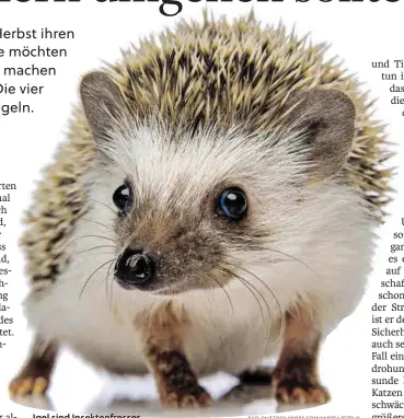  ?? BILD: SN/STOCK.ADOBE.COM/ANDREA PETRLIK ?? Igel sind Insektenfr­esser.