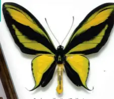  ??  ?? Ces deux ornithoptè­res ( Ornithopte­ra paradisea en jaune et Ornithopte­ra alexandrae en brun) sont issus de la collection de Gilles Delisle. C’est également le cas du papillon turquoise de la page précédente, qui se trouve être la version mâle du spécimen brun. La femelle est plus grosse que le mâle dans la réalité.