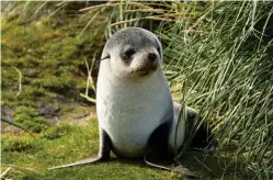  ??  ?? Antarctic fur seals were hunted to near extinction on the South Georgia mainland during the 18th and 19th centuries. Numbers have recovered and today’s population is estimated to be close to 3 million.