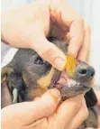  ?? FOTO: BUNDESVERB­AND FÜR TIERGESUND­HEIT ?? Beim Tierarzt wird auch der Gesundheit­szustand der Zähne kontrollie­rt.