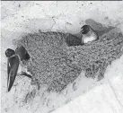  ?? KEN THOMAS] [PHOTO BY ?? Cliff swallows have a knack of building their mud domains securely against the smooth surface of a concrete underpass.