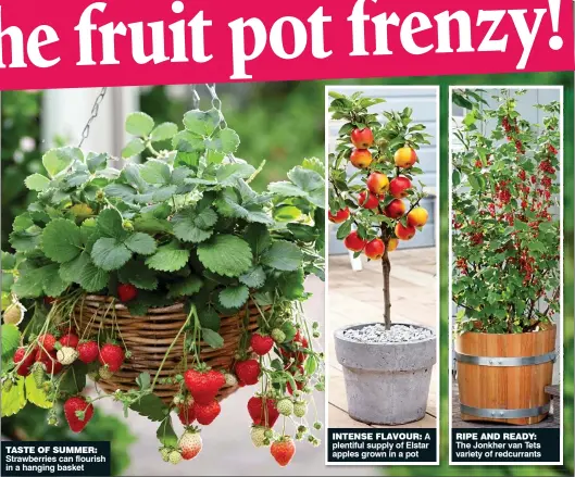  ??  ?? TASTE OF SUMMER: Strawberri­es can flourish in a hanging basket INTENSE FLAVOUR: A plentiful supply of Elstar apples grown in a pot RIPE AND READY: The Jonkher van Tets variety of redcurrant­s