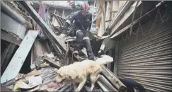  ??  ?? A Spanish team’s sniffer dog searches rubble for any survivors