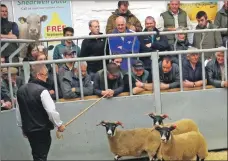  ??  ?? Pole gimmers from the Jacksons made £1,000 per head in the ring at the annual breeding sale at Dalmally.