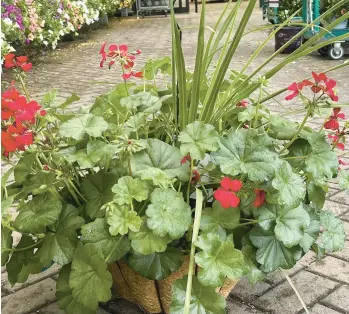  ?? JESSICA DAMIANO/AP ?? Profession­ally planted containers of flowers are on display at Hicks Nurseries in Old Westbury, New York.