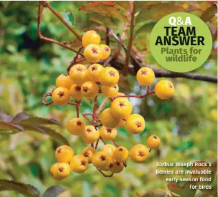  ??  ?? Sorbus Joseph Rock’s berries are invaluable early-season food for birds