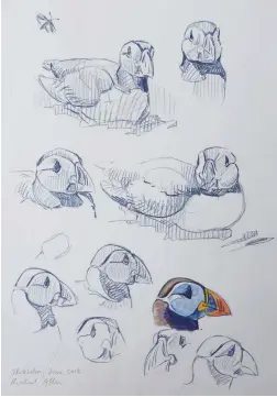  ??  ?? Puffins, Skokholm Island, Pembrokesh­ire, 3B pencil on cartridge paper, A2. These delightful auks made very good subjects. They were relatively tame and adopted the same posture a lot of the time, allowing me to develop their quirky character