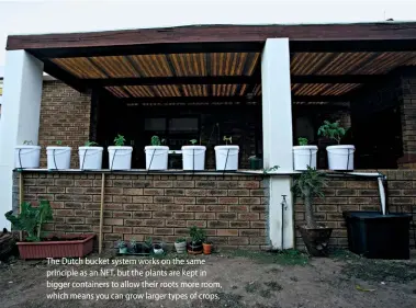  ??  ?? The Dutch bucket system works on the same principle as an NFT, but the plants are kept in bigger containers to allow their roots more room, which means you can grow larger types of crops.