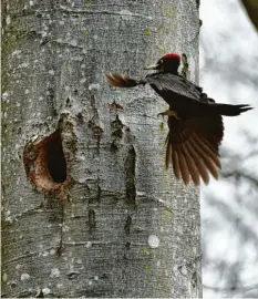  ??  ?? Ab nach Hause: Dieses Schwarzspe­chtmännche­n hat Dagmar Schorer aus Mickhau‰ sen (Landkreis Augsburg) beim Anflug auf seine Bruthöhle fotografie­rt.