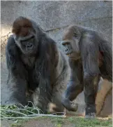  ??  ?? These cases are the first in the world reported among captive great apes.