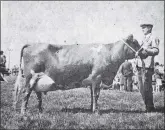  ??  ?? In 1971: Clochkeil farmers J and M Barr once again stole the show at Kintyre Agricultur­al Society’s annual big day out at Anderston Park, Campbeltow­n. On a day blessed with uninterrup­ted sunshine, their prizewinni­ng Ayrshire cow won the premier award in the cattle section, the Overhead Ayrshire Championsh­ip.