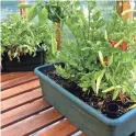  ??  ?? Some easy to grow edibles thrive in containers that can be moved to follow the sun. The boxes are designed with built-in water reservoirs that provide moisture to the plant roots as needed. Starting too large is said to be the most common mistake made by first-time gardeners.