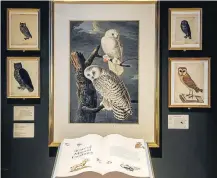  ??  ?? ‘Snowy Owl’. De Audubon: Cuidado com Criaturas Mágicas