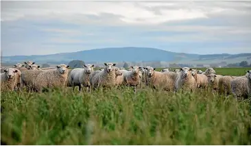  ?? PHOTO SUPPLIED. ?? Sheep are an important part of the operation.