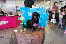  ?? Chapman ?? This dog won the “Most Creative” division during Chapman’s 2017 Pamper Your Pet event.