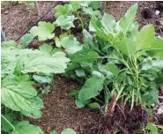  ?? LEE REICH VIA AP ?? Redroot pigweed, weeded from among okra plants, will provide a tasty addition to dinner. Young leaves can be cooked like spinach.