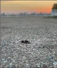  ?? Pat Denahy / Courtesy photo ?? During the annual “tarantula migration” in southeaste­rn Colorado, the large brown arachnids are most active in the last hour before sunset. This one was photograph­ed in La Junta on Monday evening.