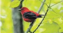  ?? DREW MONKMAN PHOTO ?? A scarlet tanager in the Otonabee Region Agreement Forest near McCrackens Landing.