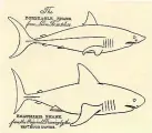  ??  ?? The porbeagle and Beaumaris sharks listed separately – but are they actually the same species?