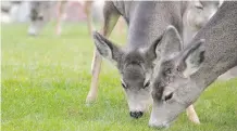  ?? MIKE DREW/FILES ?? Ungulates such as mule deer respond well to recent wildfires since the blazes promote nutrient recycling, says Matt Besko, director of wildlife policy at Alberta Environmen­t and Parks,