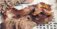  ??  ?? Home wanted An owner is being sought for Conrad the corn snake