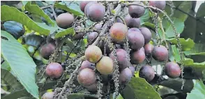  ?? Picture: PENANG TROPICAL FRUIT FARM. ?? Dawa, a seasonal fruit loved by many.