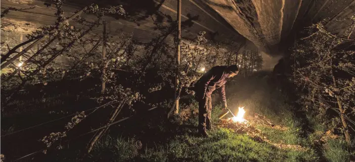  ?? FOTO: CHRISTIAN FLEMMING ?? Philipp Erletz bekämpft mit seinen Mitarbeite­rn den Frost in seiner Kirschplan­tage mit Feuer und Rauch.