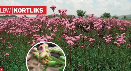  ?? FOTO: LIAMÉ VAN DER WESTHUIZEN FOTO: ANTHONY KING ?? 1 2 1. Pompomboss­ies staan dig in die Skeerpoort-omgewing, wes van die Hartbeespo­ortdam.
2. Biologiese bestryding van die pompom: Die skade wat die blaaspootj­ie – die volwasse insekte asook die nimfe – deur biologiese bestryding kan aanrig.