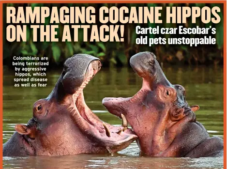  ?? ?? Colombians are being terrorized by aggressive hippos, which spread disease as well as fear