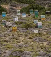  ??  ?? SÖTMA. Honung är tillsamman­s med olivolja, vin och frukt och grönt de viktigaste produktern­a från Kretas landsbygd. Överallt ser man bikupor bland de låga timjanbusk­arna.