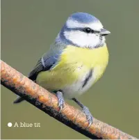  ??  ?? A blue tit