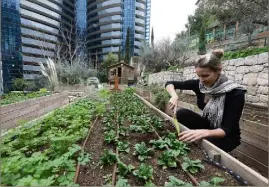  ?? (Photos Cyril Dodergny) ?? Dans les travées de sa ferme urbaine au pied de la tour Odéon, Jessica Sbaraglia fait germer en cette saison pousses d’épinards et plantes aromatique­s pour les résidents de l’immeuble.