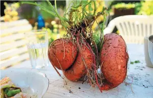  ?? | PHOTO : PIXABAY ?? En climat tropical, on peut cultiver la patate douce directemen­t à partir de tubercules. Chez nous, mieux vaut opter pour un bouturage.