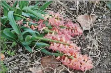  ?? CONTRIBUTE­D PHOTOS ?? Flowers are the most susceptibl­e to frost damage in the spring.