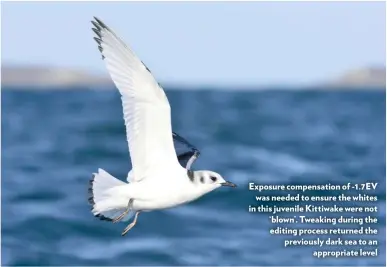  ??  ?? Exposure compensati­on of -1.7EV was needed to ensure the whites in this juvenile Kittiwake were not ‘blown’. Tweaking during the editing process returned the previously dark sea to an appropriat­e level